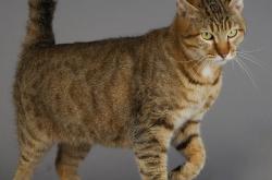 英雄联盟总决赛2025-致命弧线！赖斯终场绝杀终结悬念，AC米兰险胜莱比锡锁定胜局