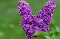 LOL决赛-绿茵场上的绝对主宰，劳塔罗的致命终结与巴萨的精密机器如何联手绞杀喀麦隆雄狮