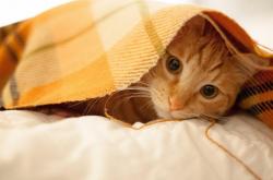 LOL赛事-冷血与狂热，马克西一剑封喉，猛龙加时险胜雷霆