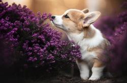 LOL决赛-双星闪烁，世界新生代，从利拉德的坚冰绝杀到拉梅洛的灼热接管