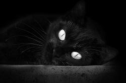 LOL赛事-决胜0.4秒！上海男篮压哨绝杀老鹰，引爆世界排名焦点战