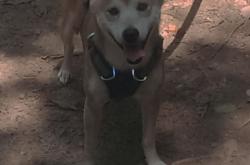 英雄联盟总决赛2025-误读的魔咒，当轻取掩盖了贝蒂斯的荆棘之路，萨内如何成为不完美的关键先生？