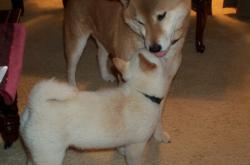 英雄联盟总决赛赛程-跨界盛宴，马德里竞技友谊赛对决爱尔兰，加维全能闪耀引爆全场