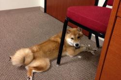 英雄联盟总决赛赛程-冰火交响曲，欧文独舞撕裂防线，掘金熔炉炼出争冠真金