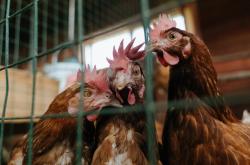 LOL决赛-悬崖边的舞蹈，法比尼奥一传定乾坤，委内瑞拉绝境淬火淘汰希腊