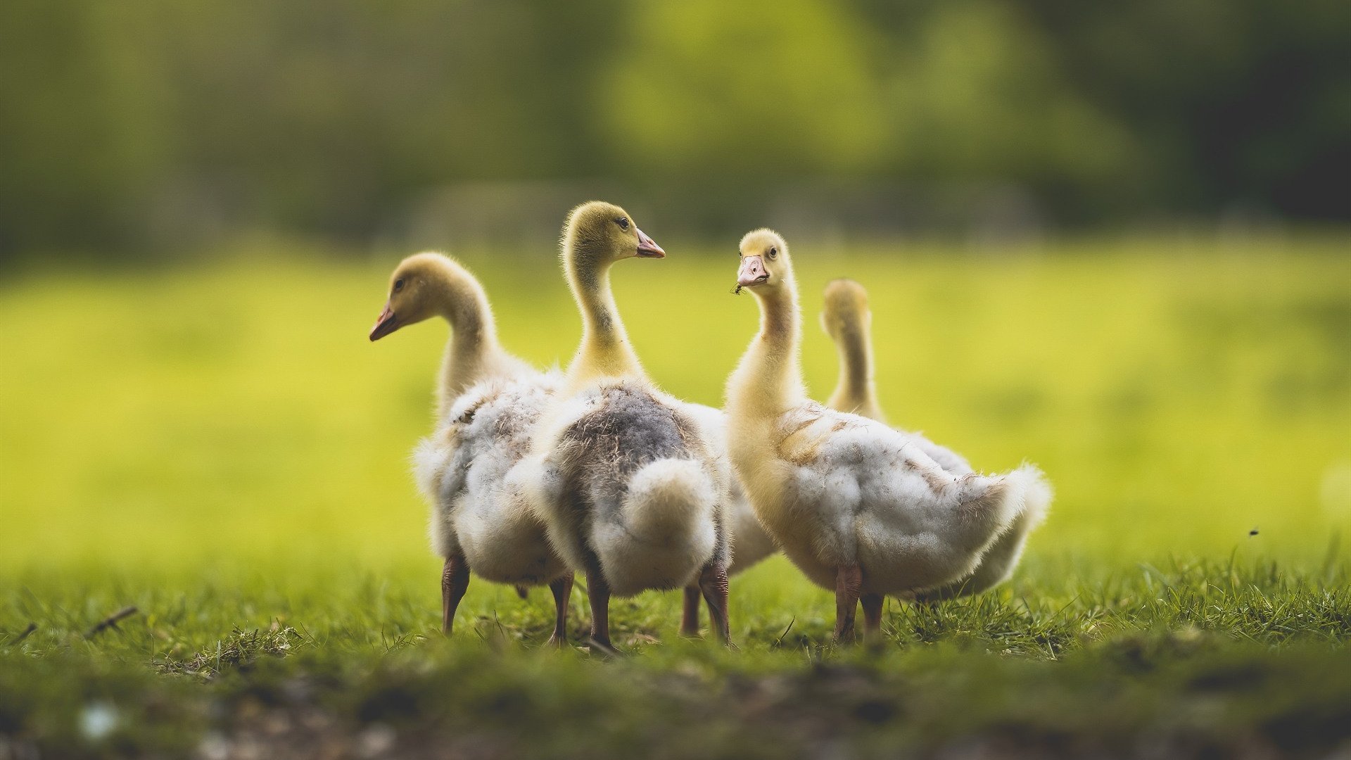 猛龙强势晋级与詹姆斯大场面哲学，跨越赛场的制胜密码