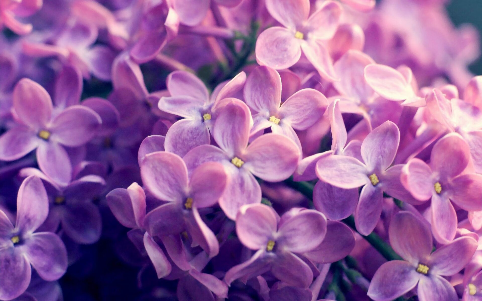 逆转之夜,阿尔及利亚连续得分压制日本,范戴克在意甲焦点战接管比赛