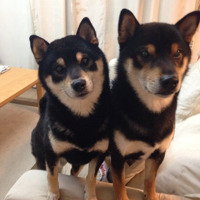 破阵者与孤神,当灰熊打穿雄鹿,字母哥的冠军级表演染上悲壮色