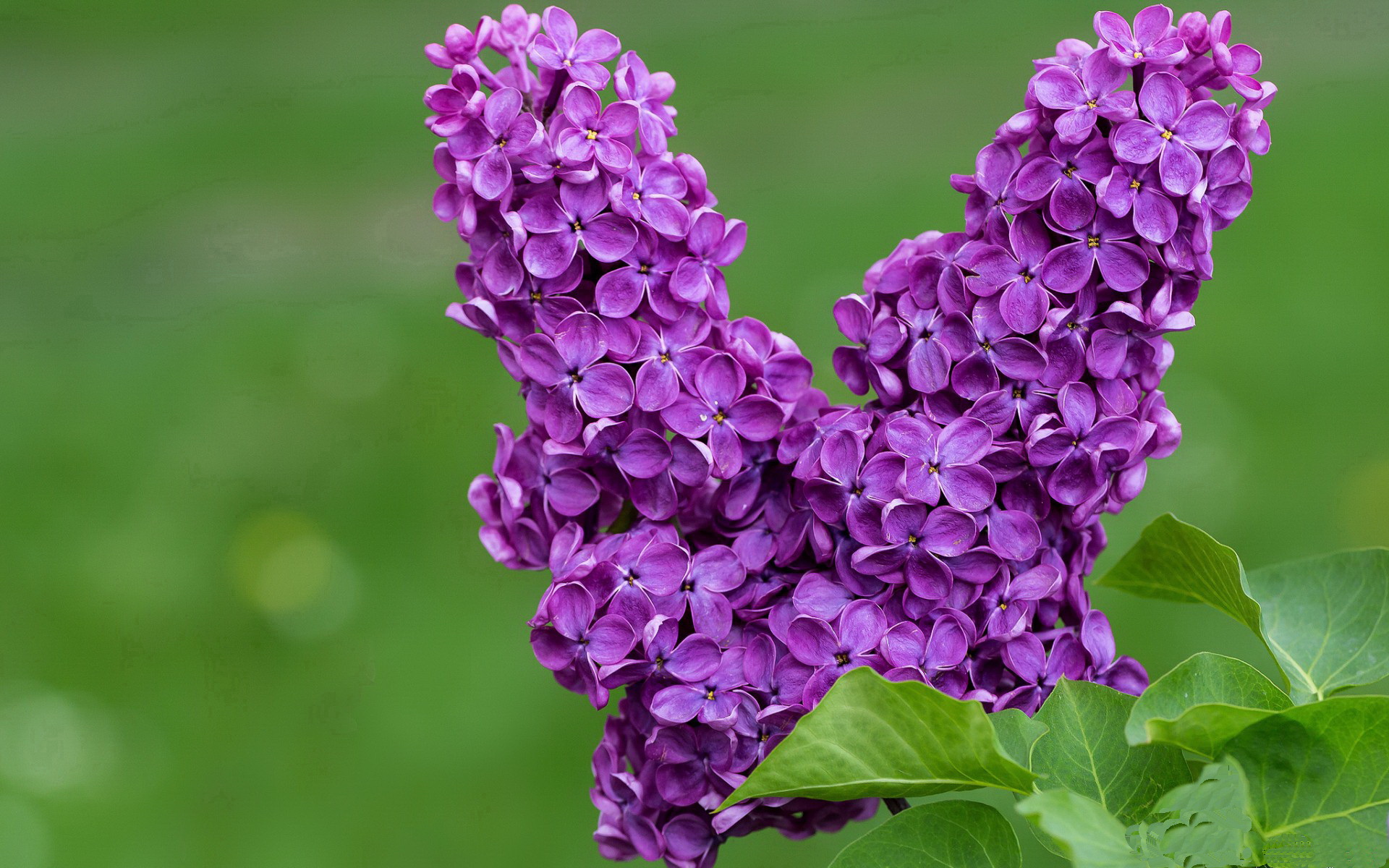 绿茵场上的绝对主宰，劳塔罗的致命终结与巴萨的精密机器如何联手绞杀喀麦隆雄狮