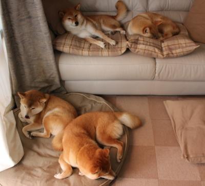 富安健洋点燃赛场，丹麦防守锁死塞内加尔，现代足球的防守交响曲