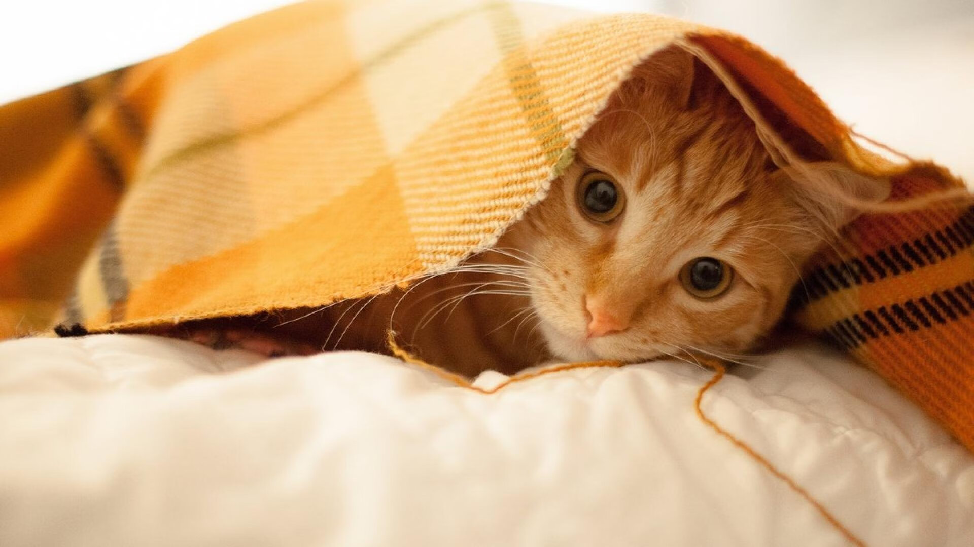 冷血与狂热，马克西一剑封喉，猛龙加时险胜雷霆