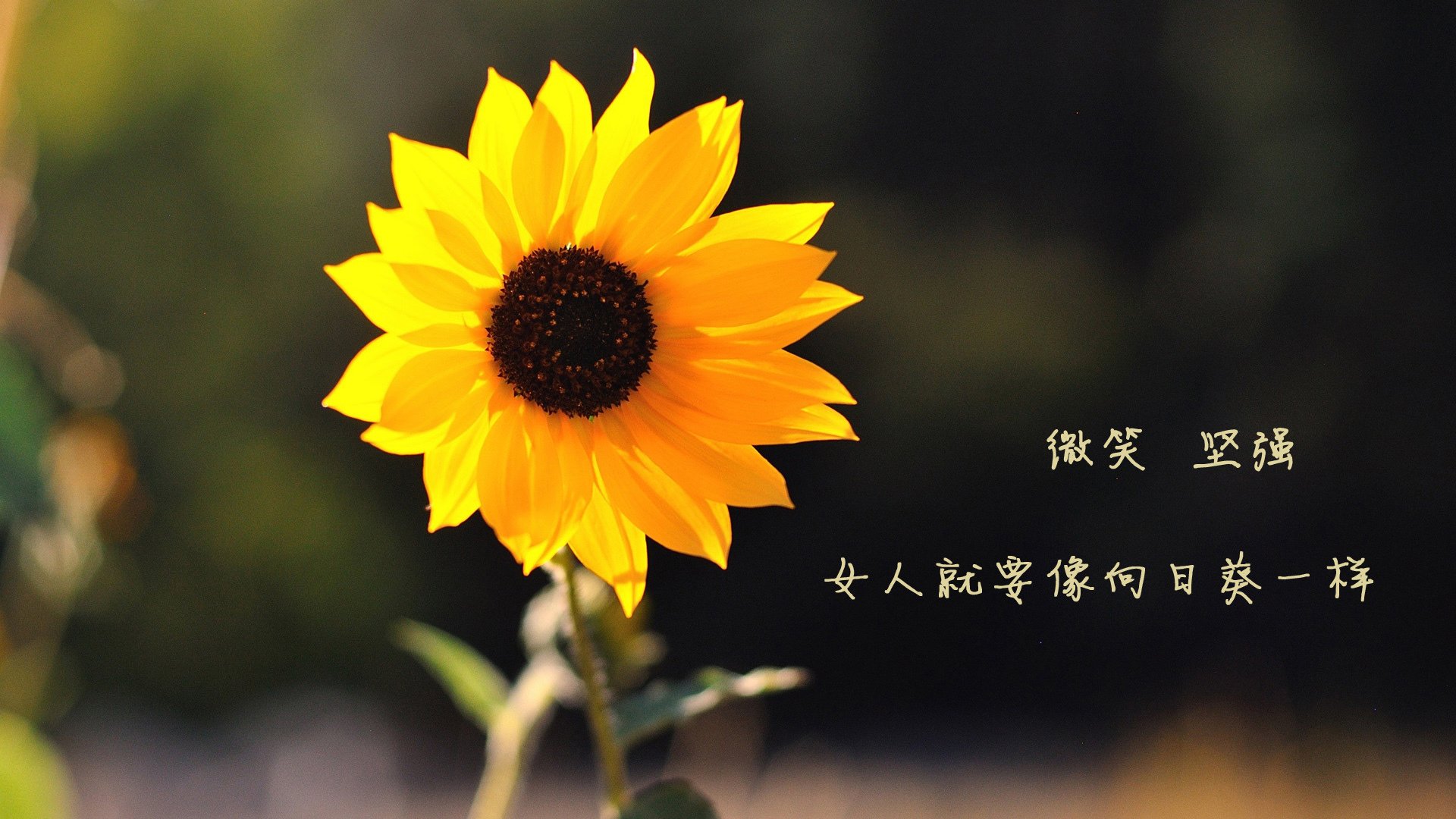 北境之怒撼动高原堡垒,猛龙铁血绞杀掘金,戈贝尔25篮板的孤独丰碑