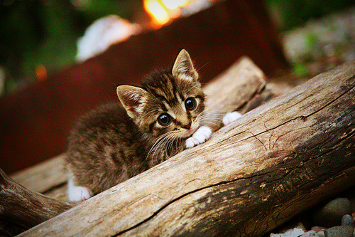 当东方铁壁撕裂圣安东尼奥防线—西亚卡姆加冕关键先生,深圳谱写逆袭史诗