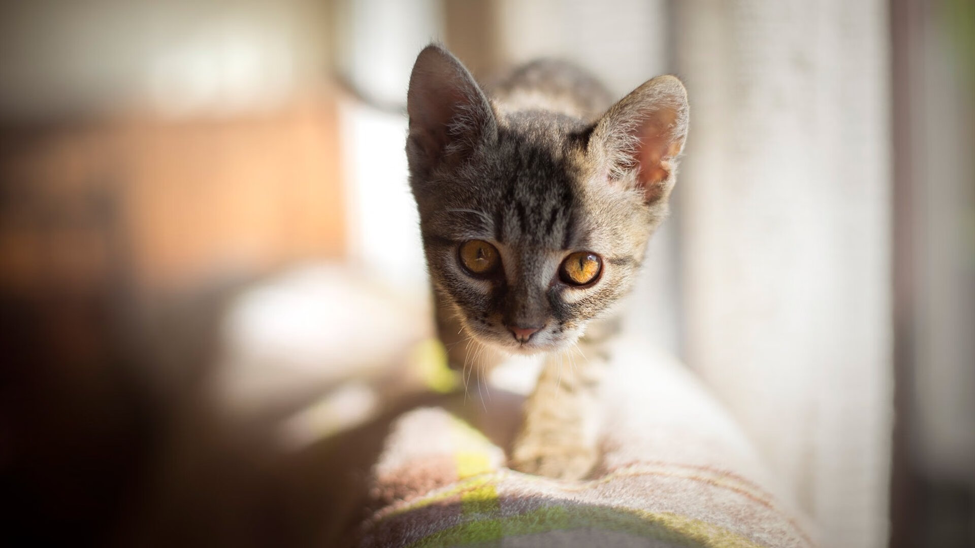 绿茵场上的F1车手，当李刚仁开启街道赛模式