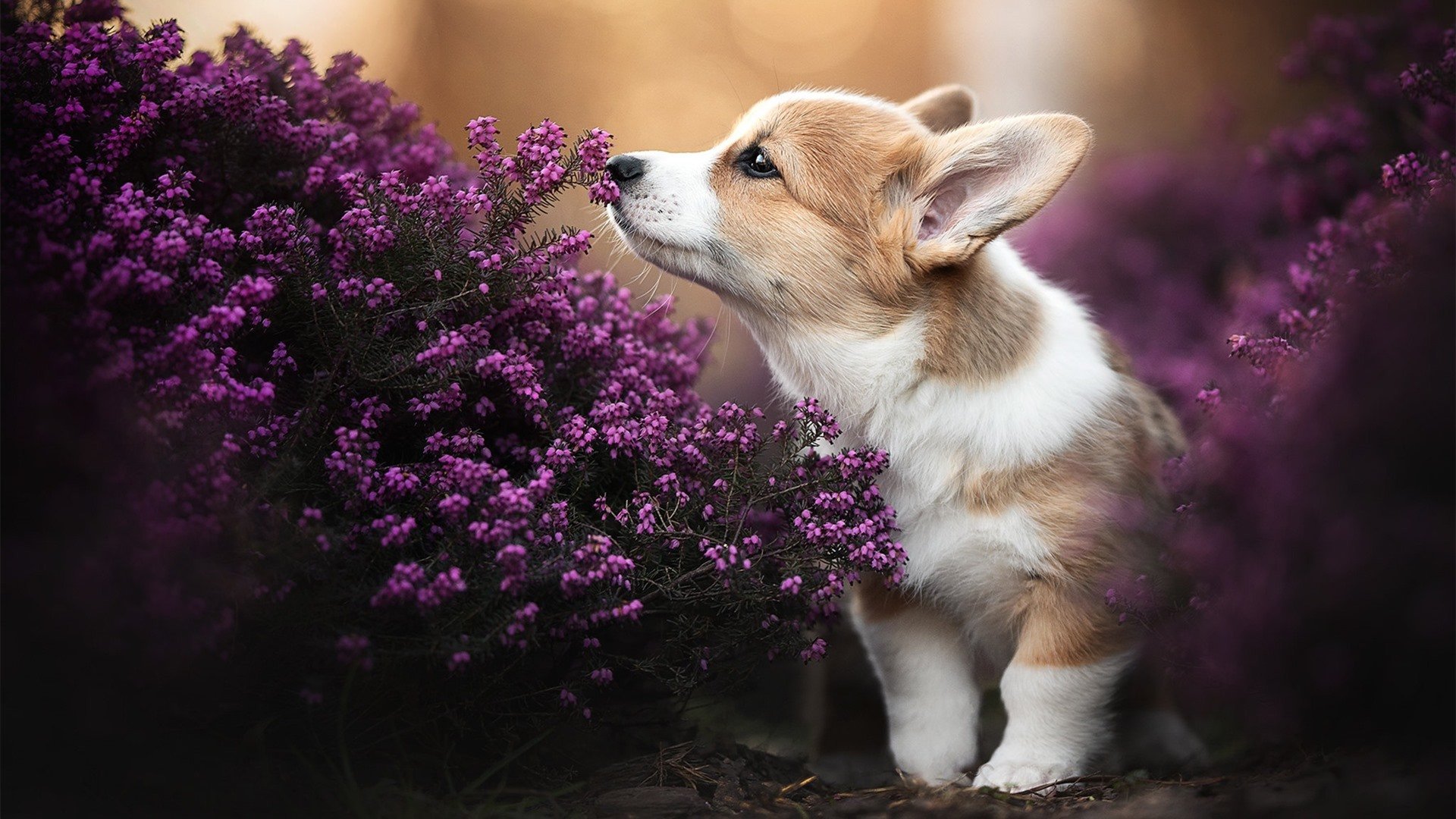 双星闪烁,世界新生代,从利拉德的坚冰绝杀到拉梅洛的灼热接管