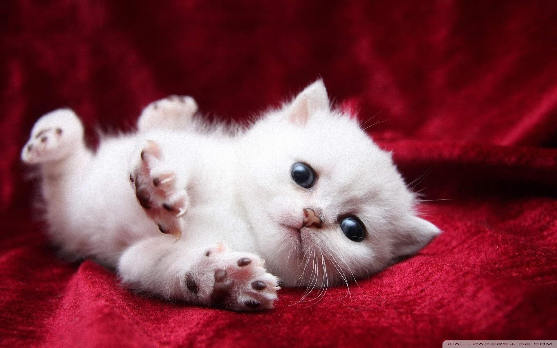 狼王之眸，米切尔如何在攻防转换中锁定黄蜂