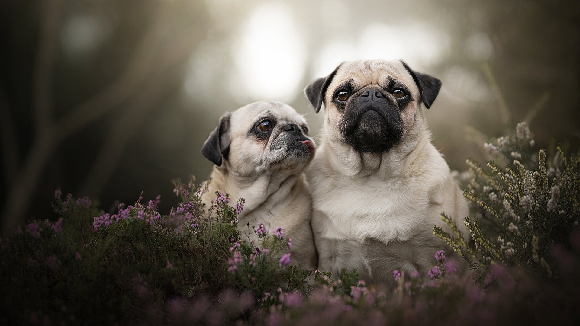 载入史册的冰与火之战,吉林队力克雄鹿,詹姆斯加冕关键先生