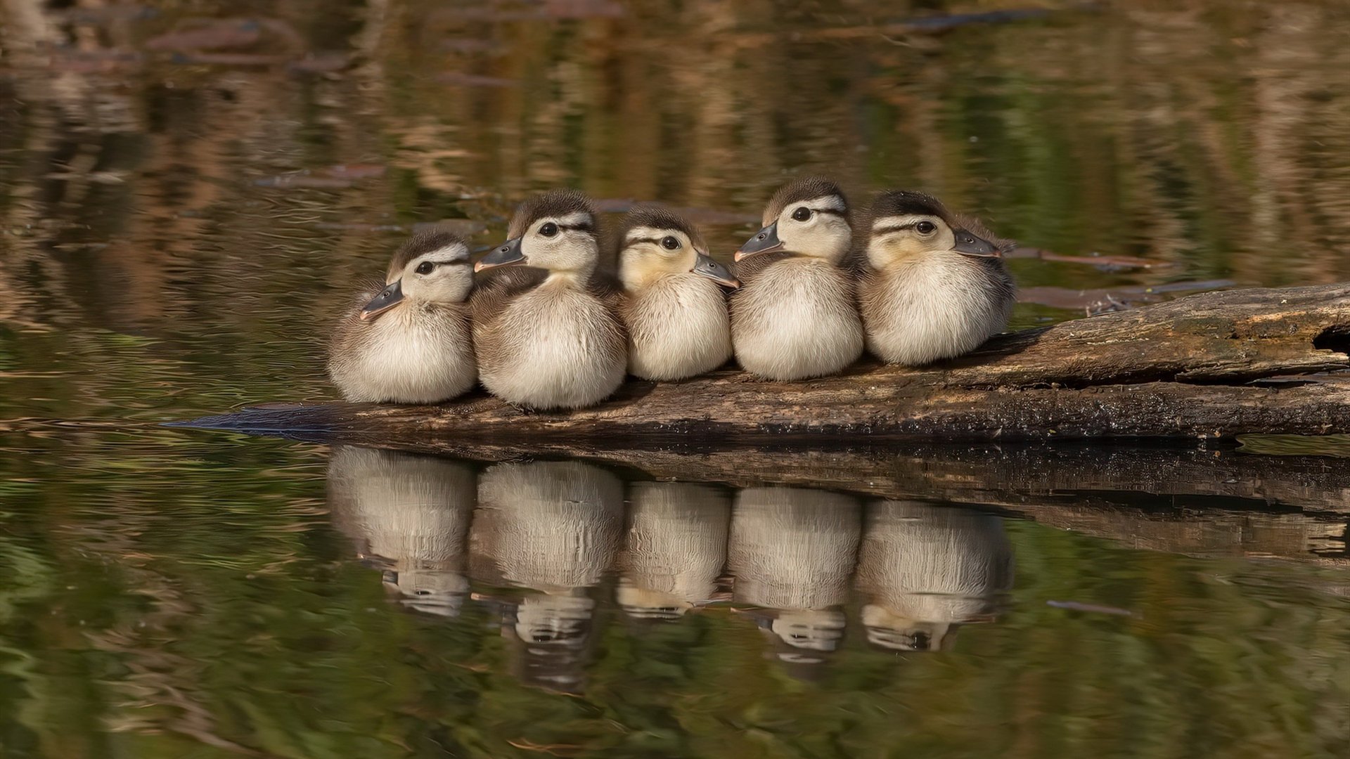 独舞式攻防掀翻十冠王！贝恩30+8+6诠释现代篮球核心，广厦破解广东密码