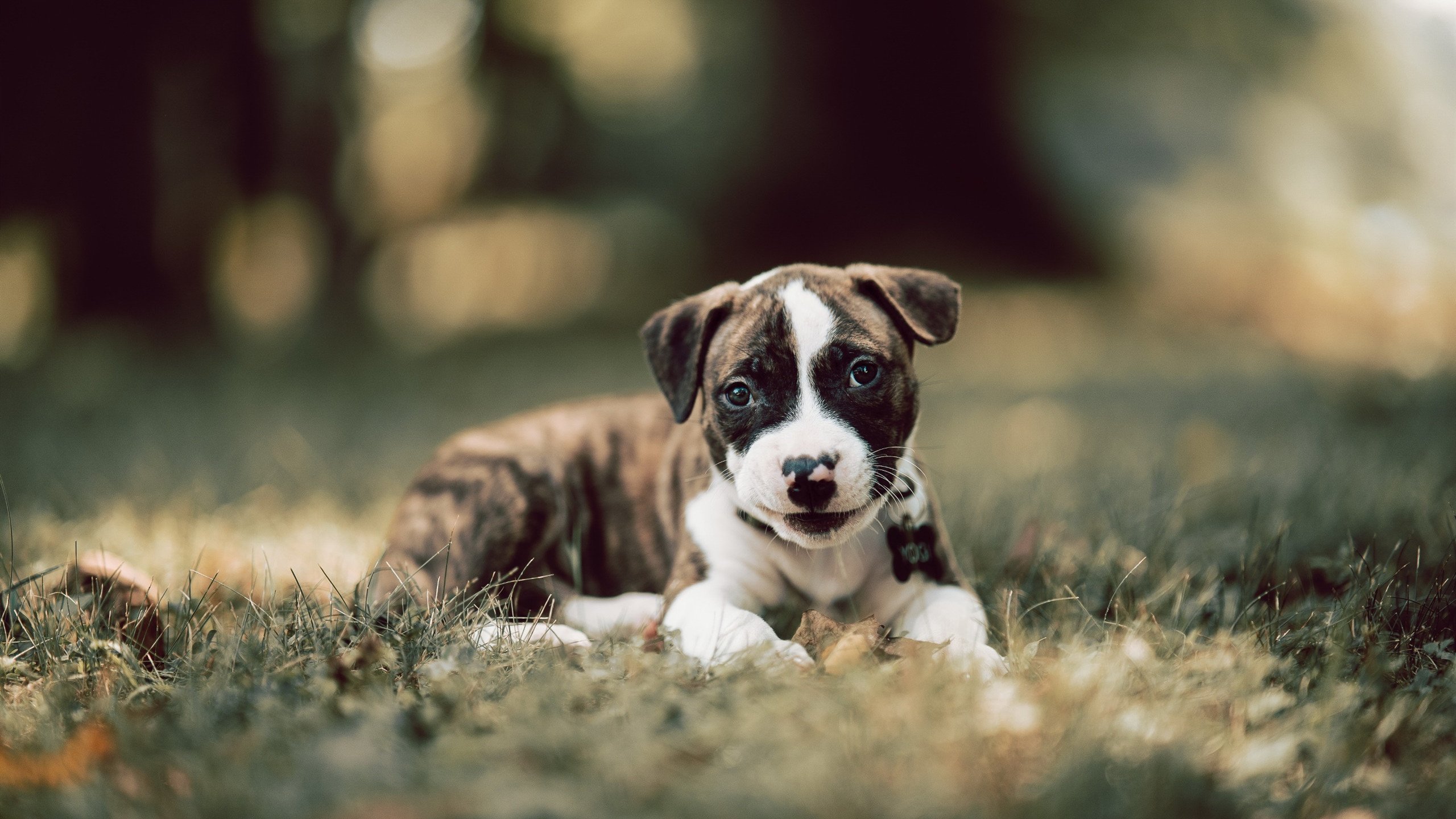 德比日不只有足球，从伯纳乌到默里菲尔德，体育精神的平行史诗