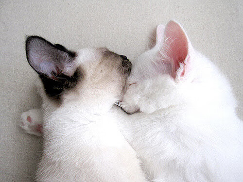 挥毫泼墨间！范弗利特连续得分拉开差距，新疆队斩落北京队