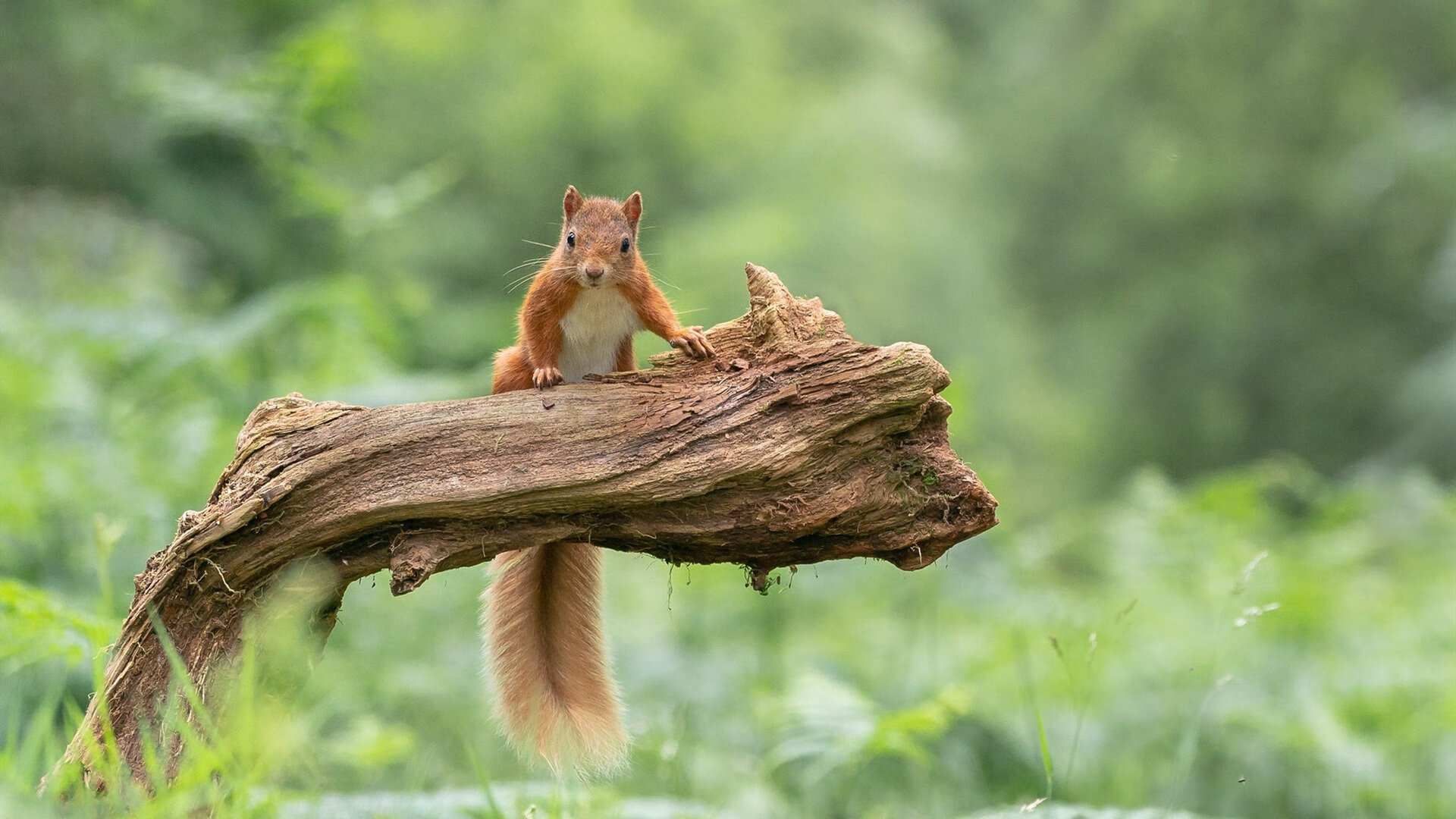 世界杯跨界风暴,黄蜂队降维打击上海男篮的奇幻之战