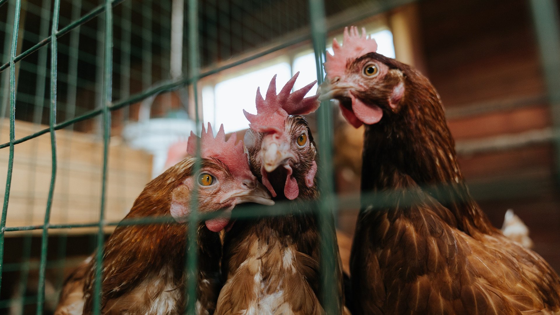 悬崖边的舞蹈,法比尼奥一传定乾坤,委内瑞拉绝境淬火淘汰希腊