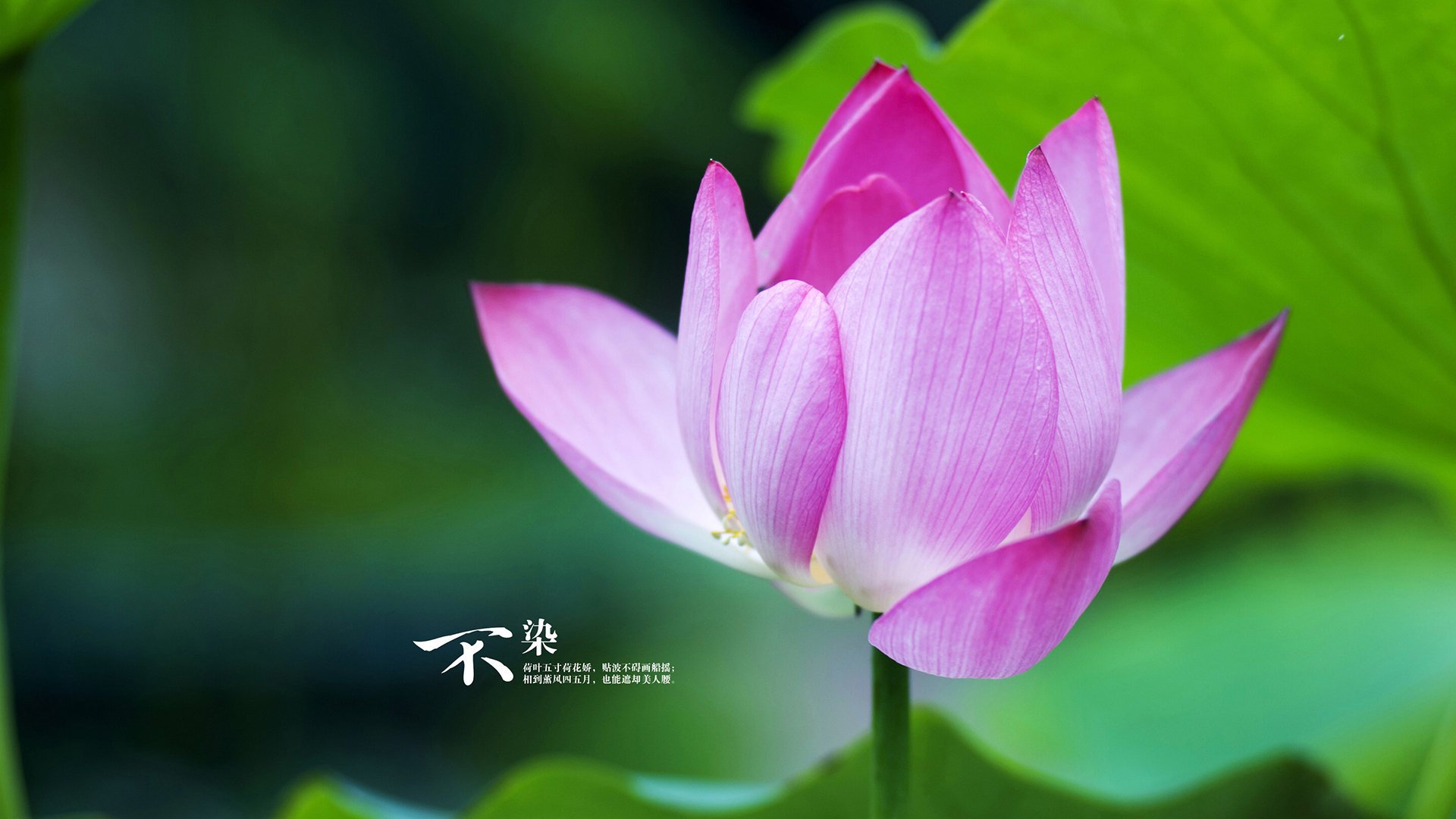 利刃出鞘！欧文打出统治级数据，魔术窒息的最后一分钟带走奇才