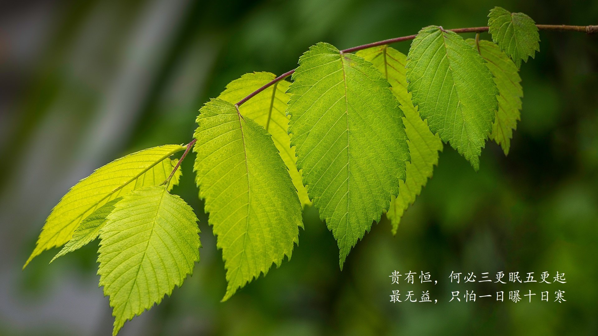 致命一击的独白,当佩德里与2026世界杯H组的命运交织成唯一